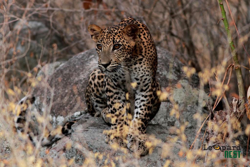 Leopard Nest - Glamping In Yala Hotell Exteriör bild